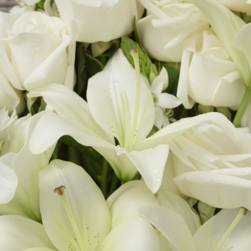Close-up of blooms